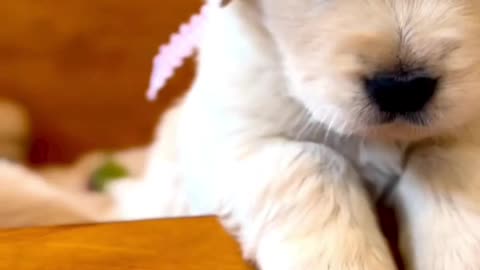 So cute Dog😍😍❤️