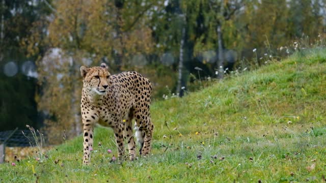 The leopard is gorgeous in color