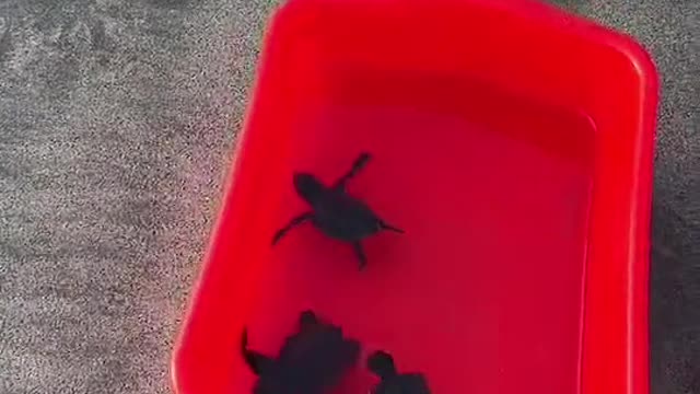 setting sea turtles free in bali with the BSTS