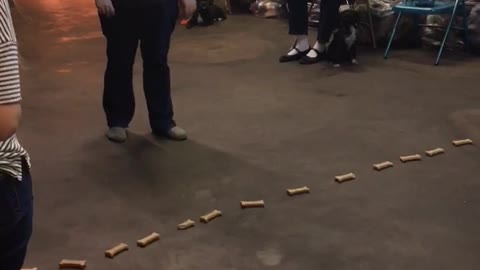 Brown dog gracie obedience class keeps trying to get treats