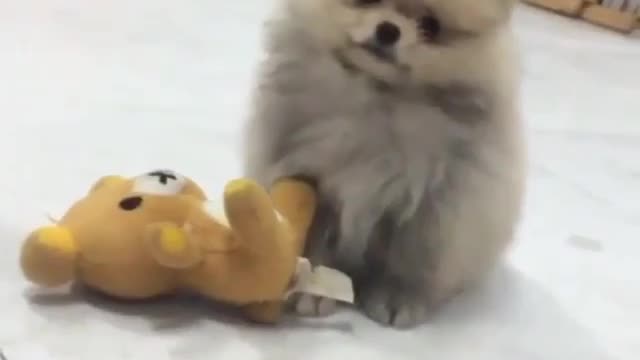 My lovely puppy