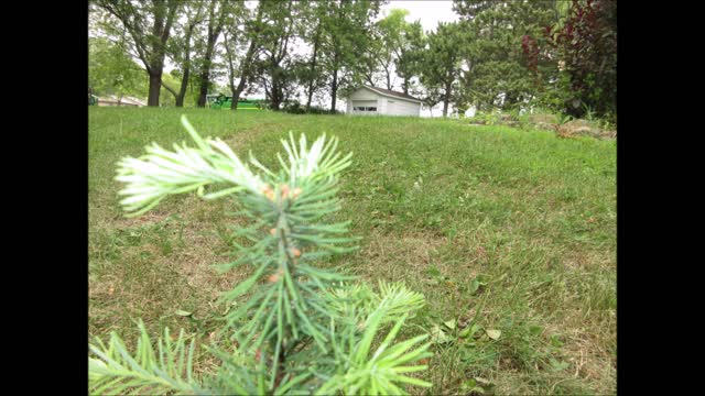 Regenerating Live Noble Fir Tree August 2021