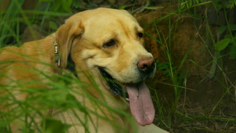 closeup video of army military dog sitting in the forest and rest