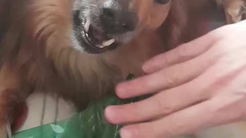 Funny angry dog reaction