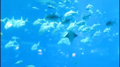 Interesting animals in the aquarium