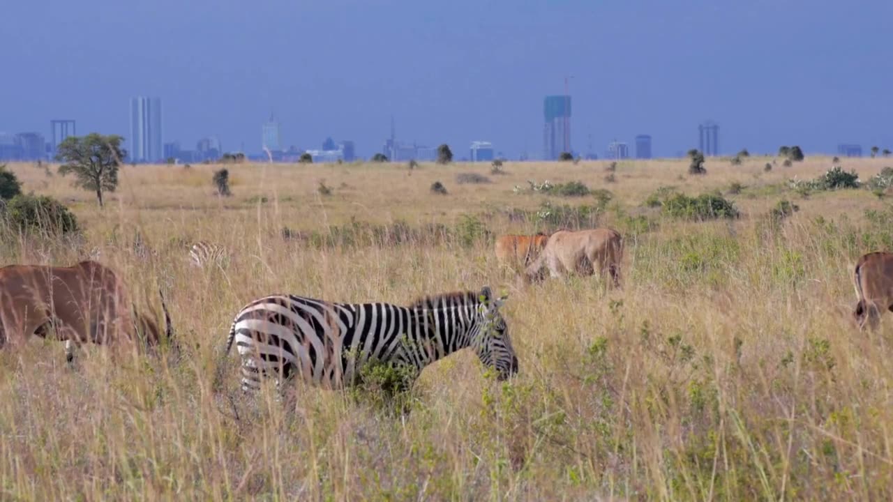 Wild animals in front of Nairobi