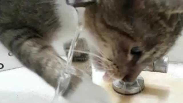 cat drinking on sink