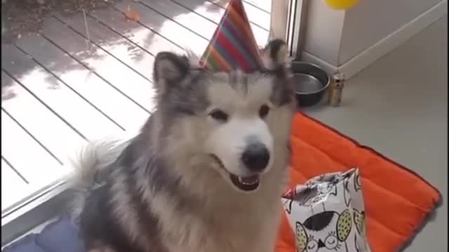 Husky birtday cap