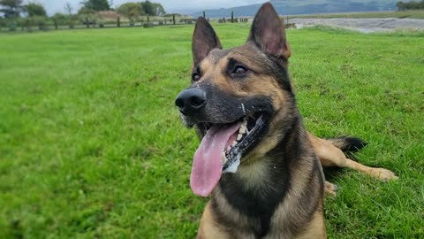 Belgian malinois