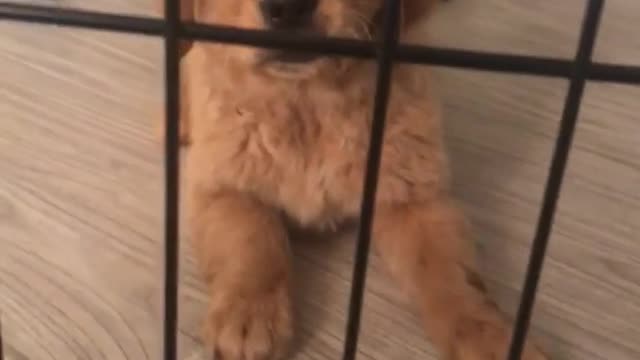 Small golden puppy in cage barks and walks around