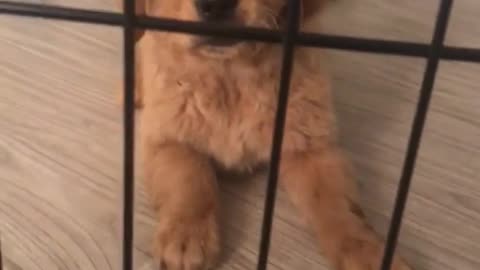 Small golden puppy in cage barks and walks around