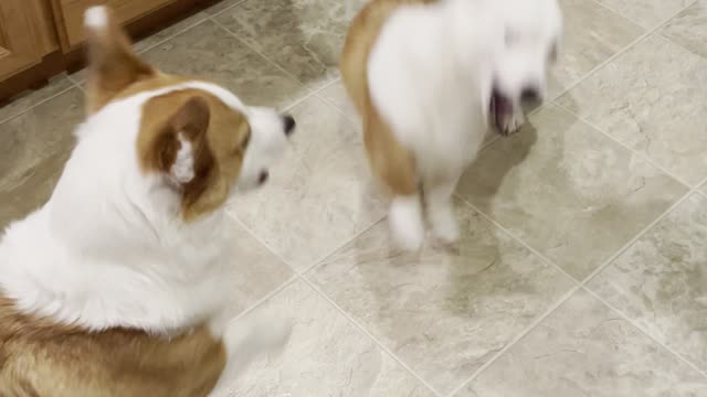 Corgisaurus Rex Comes out in Playtime