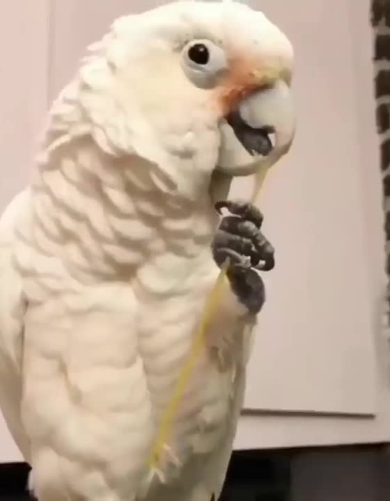 The parrot bothered me, watched how he reacted