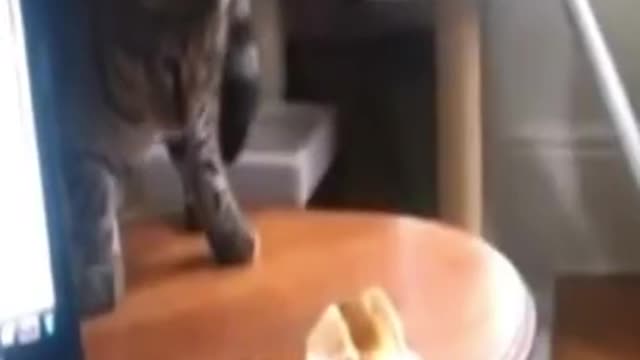 Super funny Cute smart animals getting scared 🤣😳
