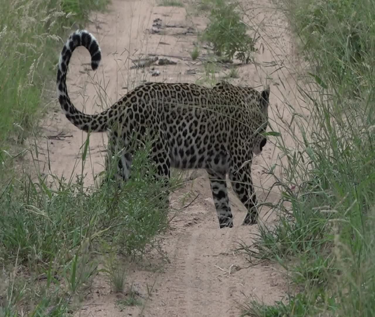Mongoose's Close Call with Waiting Leopard