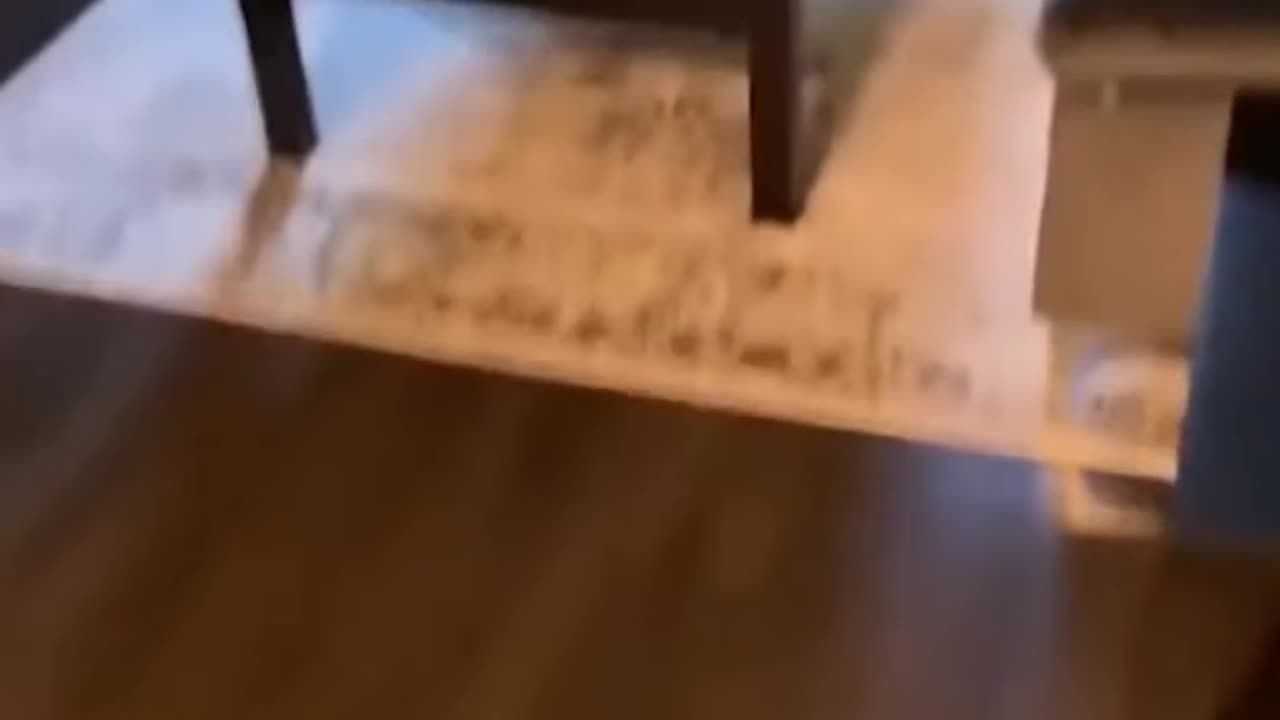 #funny#cat#07