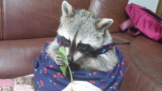 Raccoon is amazed by the sweet potato glue and gloves he sees for the first seen.