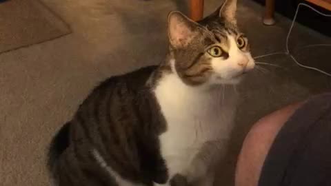 Big-O_The Awesome Cat