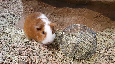 Cute guinea pigs are eating delicious food