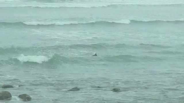 Guy surf boarding in full dive gear