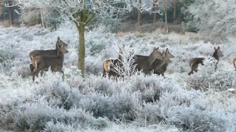 Reindeer walking