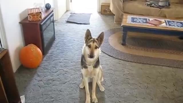 Dog deserves a treat after the most dramatic version of playing dead