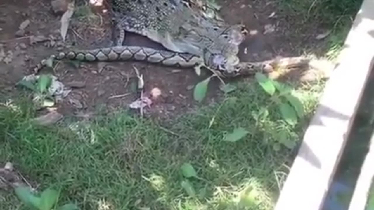 Danger noodle vs. Dinosaur