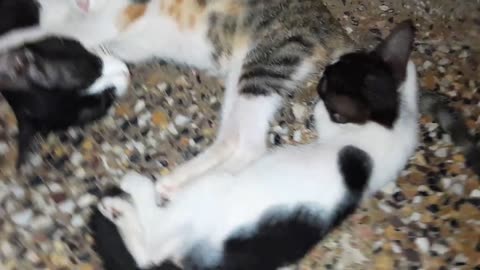 Cutest Kittens Family Taking Nap By Sleeping In Line(720P_HD)