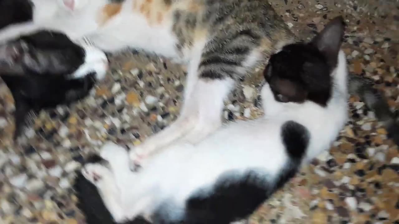 Cutest Kittens Family Taking Nap By Sleeping In Line(720P_HD)