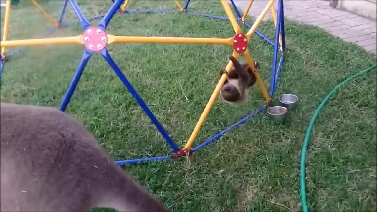 Cute sloth video