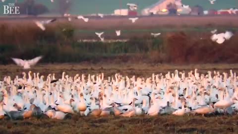 Watch Thousands Of Snow Geese Fill The Skies At Northern California Farm Fields