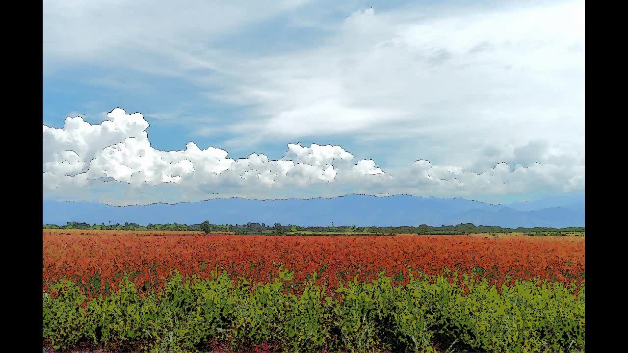 Sorghum Domestication