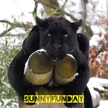 The king of dogs🐶