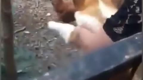 Dog VS Chicken Fight Funny Dog Fight Videos Part 2