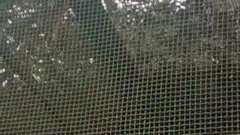 Fish video