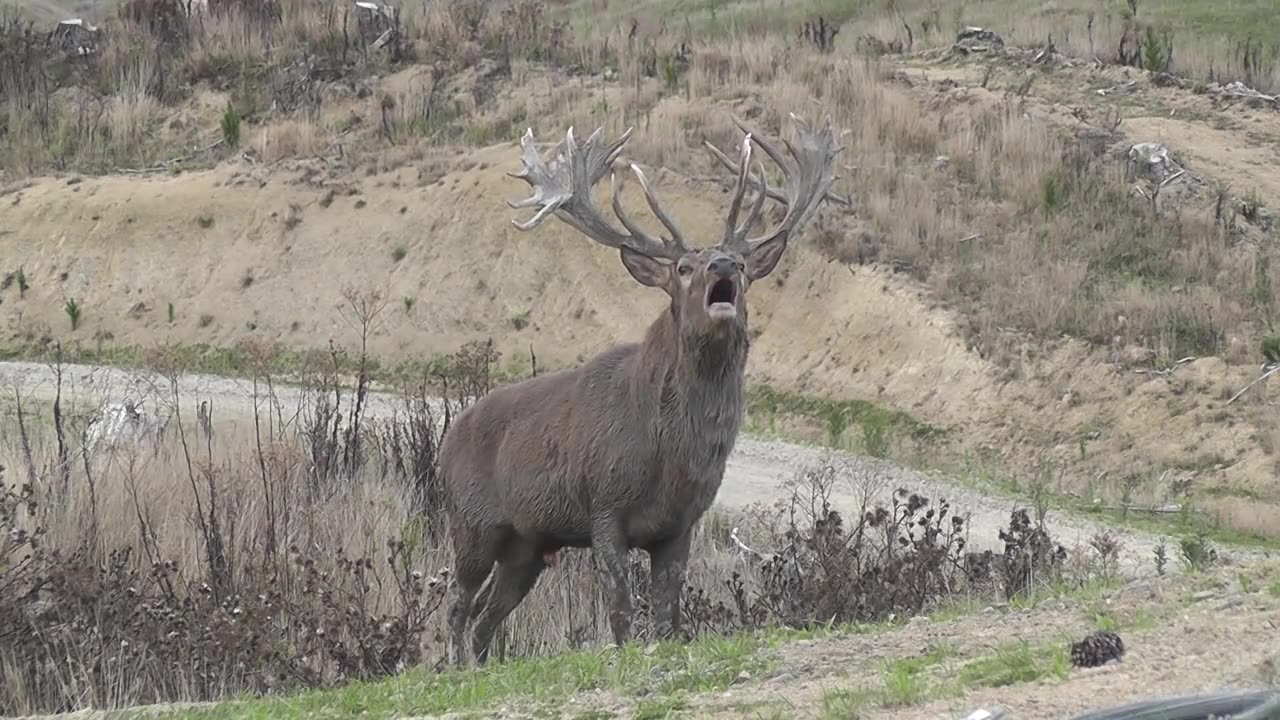 Red Stag roaring 🤩