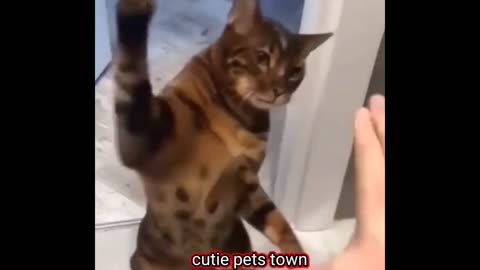 Funny cat videos