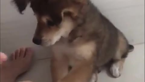 Teaching dog shake hands so easy | Funny Pets