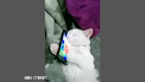 Video Kompilasi Kucing Lucu