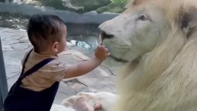 Funny video