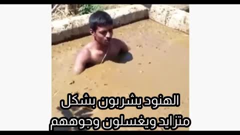 Cow Dung Healing Properties