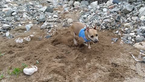 This Adorable Dog Loves Digging The Ground And Playing With Soil - Joyful Moments!