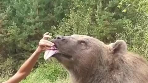 eating dog