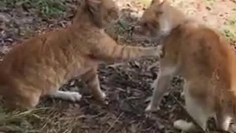 Cat fight cat super fighting video🥴🐱🐱