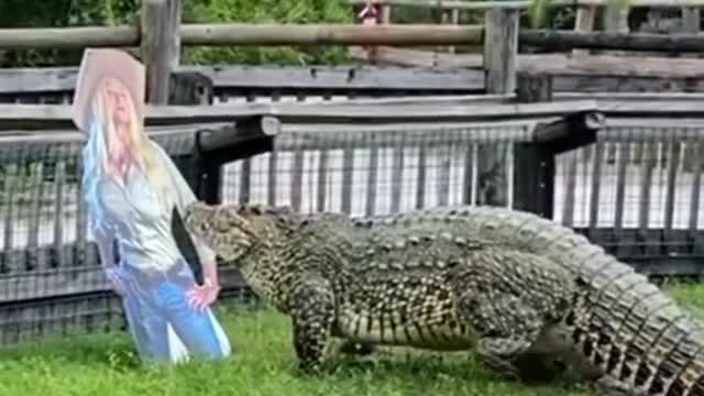 Crocodile looks at the head of a woman thinking that she is a real person 😳