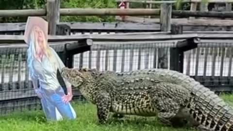 Crocodile looks at the head of a woman thinking that she is a real person 😳