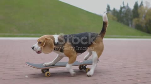 Pet Dog skateboarding outdoor.