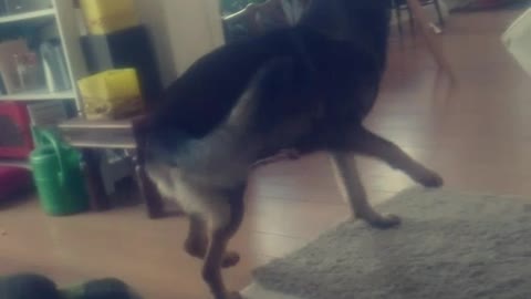 Black lab calmly gets head scratched while german shepherd throws toy around