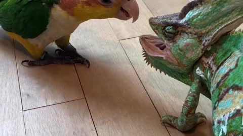 Bird Unsure of New Chameleon Friend