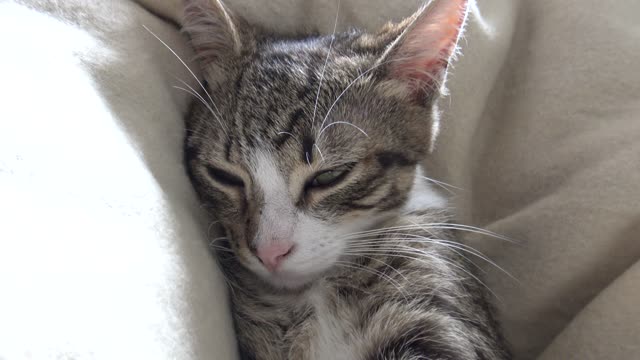 The Kitten with White Socks